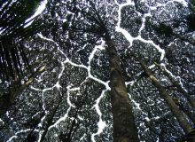 Dryobalanops_Aromatica_canopy